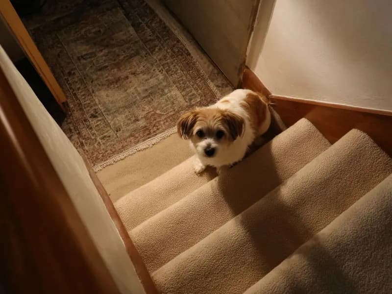 Jak pomóc psu wchodzić po schodach bez stresu i bólu